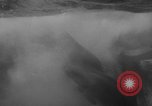 Image of Risso's Dolphins Florida United States USA, 1966, second 18 stock footage video 65675050311