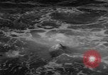 Image of Risso's Dolphins Florida United States USA, 1966, second 20 stock footage video 65675050311