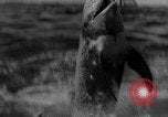 Image of Risso's Dolphins Florida United States USA, 1966, second 21 stock footage video 65675050311