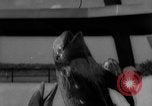 Image of Risso's Dolphins Florida United States USA, 1966, second 22 stock footage video 65675050311