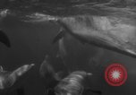 Image of Risso's Dolphins Florida United States USA, 1966, second 23 stock footage video 65675050311