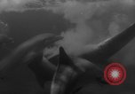 Image of Risso's Dolphins Florida United States USA, 1966, second 24 stock footage video 65675050311
