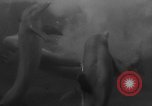 Image of Risso's Dolphins Florida United States USA, 1966, second 25 stock footage video 65675050311