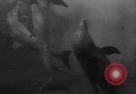 Image of Risso's Dolphins Florida United States USA, 1966, second 26 stock footage video 65675050311