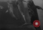 Image of Risso's Dolphins Florida United States USA, 1966, second 27 stock footage video 65675050311