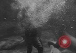 Image of Risso's Dolphins Florida United States USA, 1966, second 28 stock footage video 65675050311