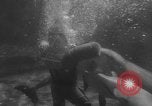 Image of Risso's Dolphins Florida United States USA, 1966, second 29 stock footage video 65675050311