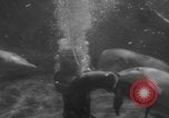 Image of Risso's Dolphins Florida United States USA, 1966, second 30 stock footage video 65675050311
