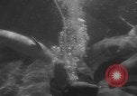 Image of Risso's Dolphins Florida United States USA, 1966, second 31 stock footage video 65675050311