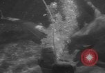 Image of Risso's Dolphins Florida United States USA, 1966, second 32 stock footage video 65675050311