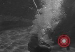 Image of Risso's Dolphins Florida United States USA, 1966, second 33 stock footage video 65675050311