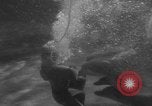 Image of Risso's Dolphins Florida United States USA, 1966, second 37 stock footage video 65675050311