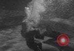 Image of Risso's Dolphins Florida United States USA, 1966, second 38 stock footage video 65675050311