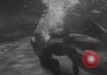 Image of Risso's Dolphins Florida United States USA, 1966, second 39 stock footage video 65675050311