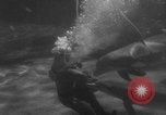 Image of Risso's Dolphins Florida United States USA, 1966, second 40 stock footage video 65675050311