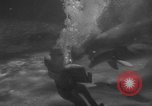 Image of Risso's Dolphins Florida United States USA, 1966, second 41 stock footage video 65675050311