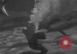 Image of Risso's Dolphins Florida United States USA, 1966, second 42 stock footage video 65675050311