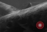 Image of Risso's Dolphins Florida United States USA, 1966, second 43 stock footage video 65675050311