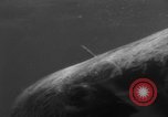 Image of Risso's Dolphins Florida United States USA, 1966, second 44 stock footage video 65675050311