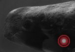 Image of Risso's Dolphins Florida United States USA, 1966, second 45 stock footage video 65675050311