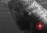 Image of Risso's Dolphins Florida United States USA, 1966, second 46 stock footage video 65675050311