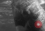 Image of Risso's Dolphins Florida United States USA, 1966, second 47 stock footage video 65675050311