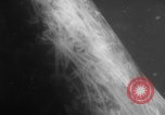 Image of Risso's Dolphins Florida United States USA, 1966, second 49 stock footage video 65675050311