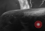Image of Risso's Dolphins Florida United States USA, 1966, second 52 stock footage video 65675050311
