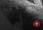 Image of Risso's Dolphins Florida United States USA, 1966, second 53 stock footage video 65675050311