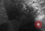 Image of Risso's Dolphins Florida United States USA, 1966, second 54 stock footage video 65675050311