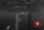 Image of Risso's Dolphins Florida United States USA, 1966, second 58 stock footage video 65675050311