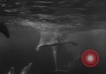 Image of Risso's Dolphins Florida United States USA, 1966, second 59 stock footage video 65675050311