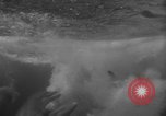Image of Risso's Dolphins Florida United States USA, 1966, second 60 stock footage video 65675050311