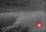 Image of Risso's Dolphins Florida United States USA, 1966, second 61 stock footage video 65675050311
