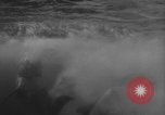 Image of Risso's Dolphins Florida United States USA, 1966, second 62 stock footage video 65675050311