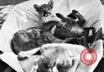 Image of lion cubs Petaluma California USA, 1929, second 1 stock footage video 65675050356