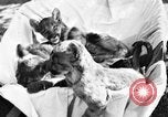 Image of lion cubs Petaluma California USA, 1929, second 3 stock footage video 65675050356