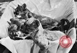 Image of lion cubs Petaluma California USA, 1929, second 4 stock footage video 65675050356