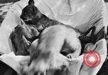 Image of lion cubs Petaluma California USA, 1929, second 5 stock footage video 65675050356