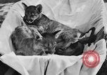 Image of lion cubs Petaluma California USA, 1929, second 6 stock footage video 65675050356