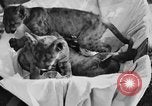 Image of lion cubs Petaluma California USA, 1929, second 7 stock footage video 65675050356