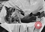 Image of lion cubs Petaluma California USA, 1929, second 8 stock footage video 65675050356