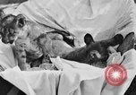 Image of lion cubs Petaluma California USA, 1929, second 9 stock footage video 65675050356
