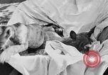 Image of lion cubs Petaluma California USA, 1929, second 10 stock footage video 65675050356