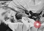 Image of lion cubs Petaluma California USA, 1929, second 11 stock footage video 65675050356