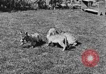 Image of lion cubs Petaluma California USA, 1929, second 12 stock footage video 65675050356