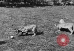 Image of lion cubs Petaluma California USA, 1929, second 13 stock footage video 65675050356