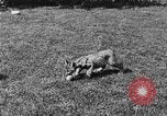 Image of lion cubs Petaluma California USA, 1929, second 14 stock footage video 65675050356