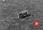 Image of lion cubs Petaluma California USA, 1929, second 15 stock footage video 65675050356
