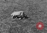 Image of lion cubs Petaluma California USA, 1929, second 16 stock footage video 65675050356